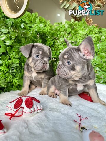 French Bulldog Puppies