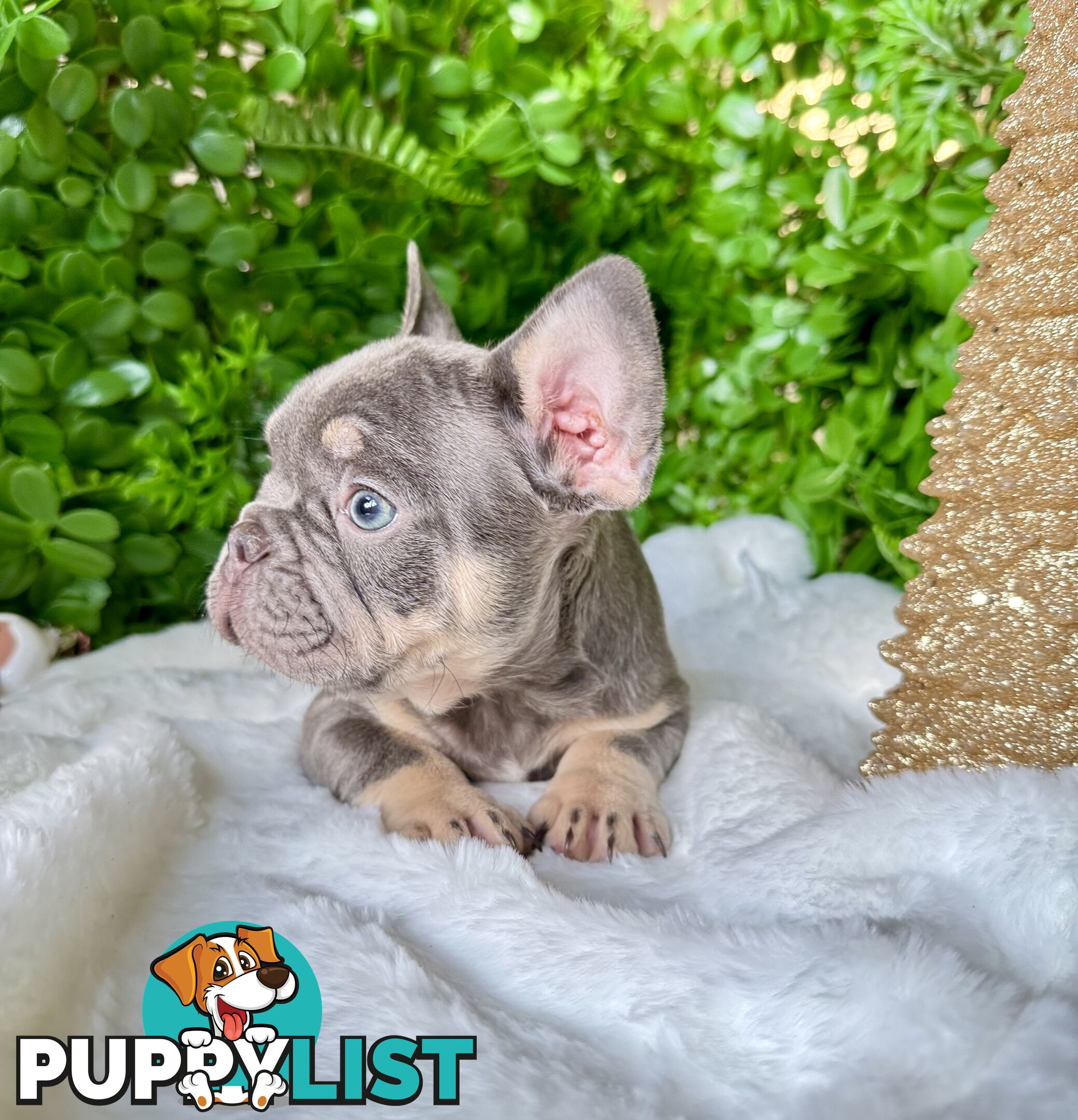 French Bulldog Puppies