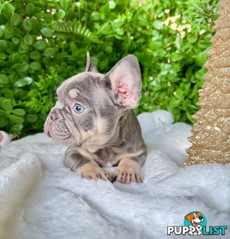 French Bulldog Puppies