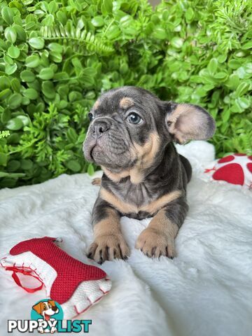 French Bulldog Puppies