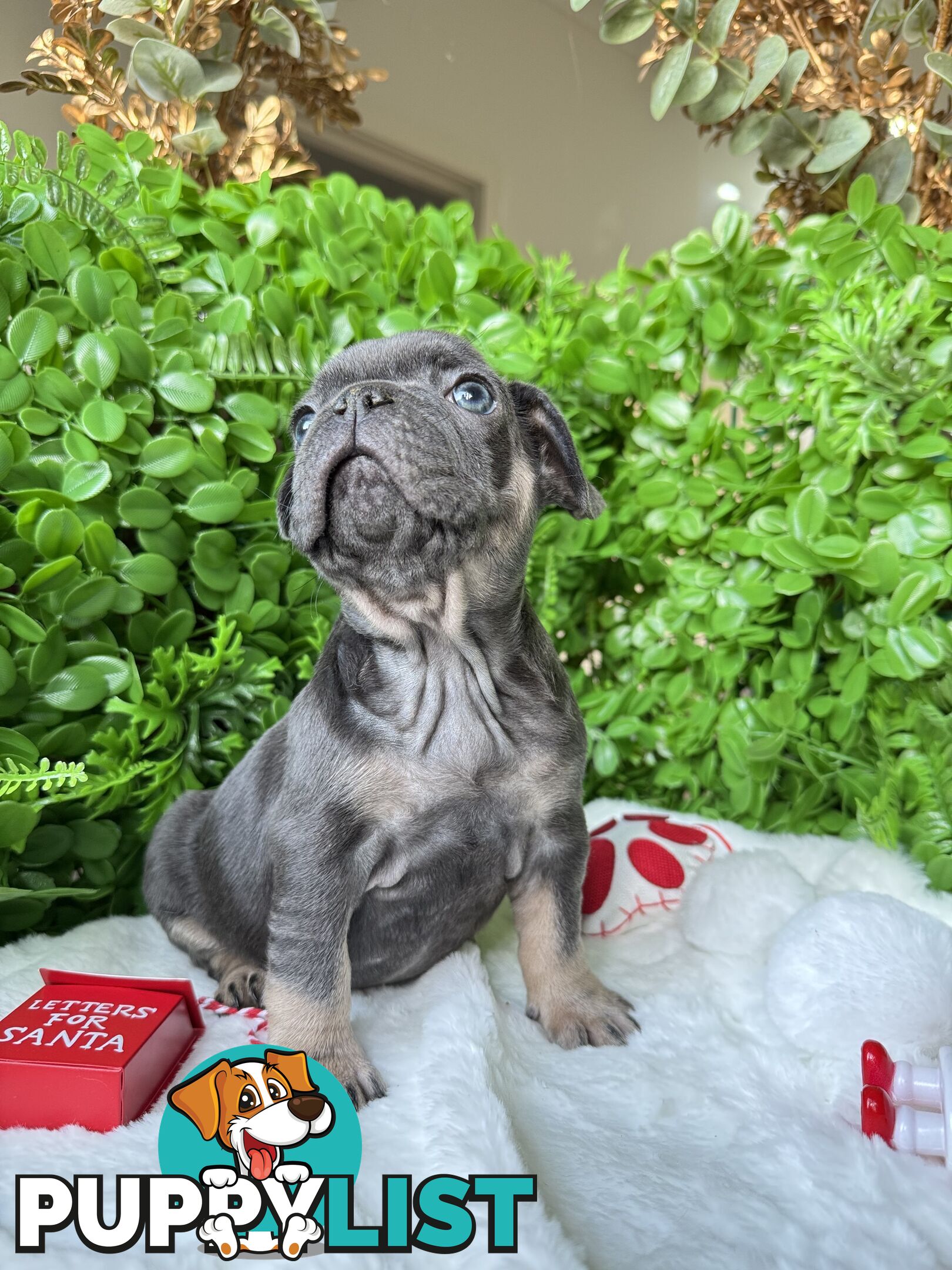 French Bulldog Puppies