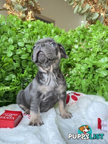 French Bulldog Puppies