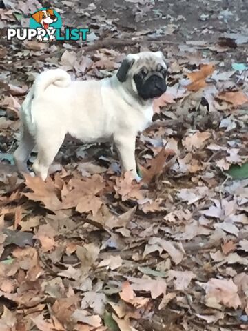 Purebred pug pup