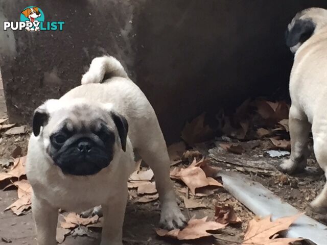 Purebred pug pup