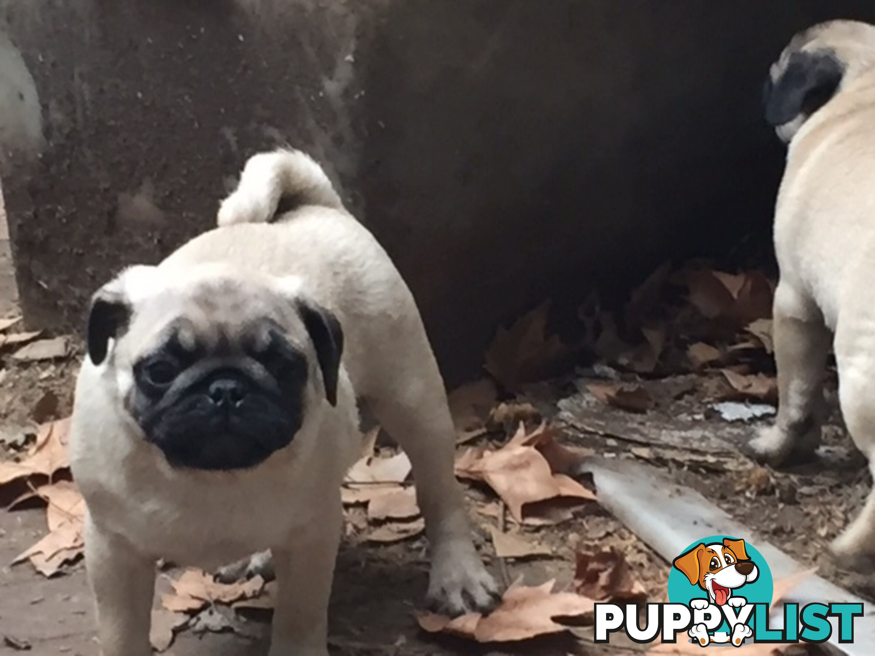 Purebred Pug Pup