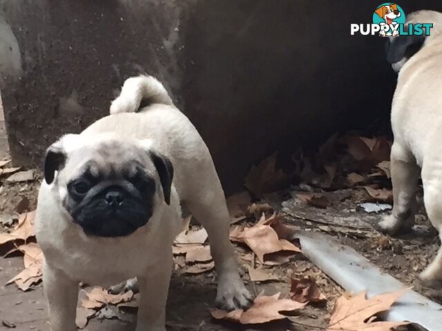 Purebred Pug Pup