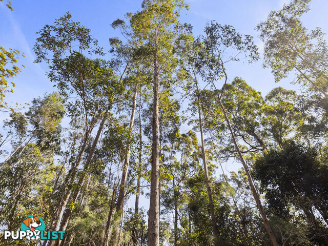 Lot 16 Lower Bobo Road ULONG NSW 2450