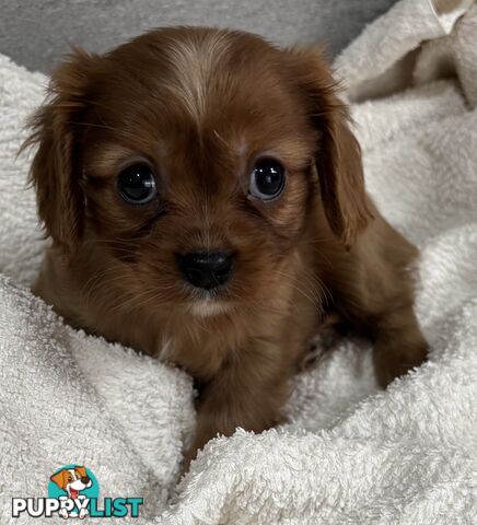 CAVALIER KING CHARLES