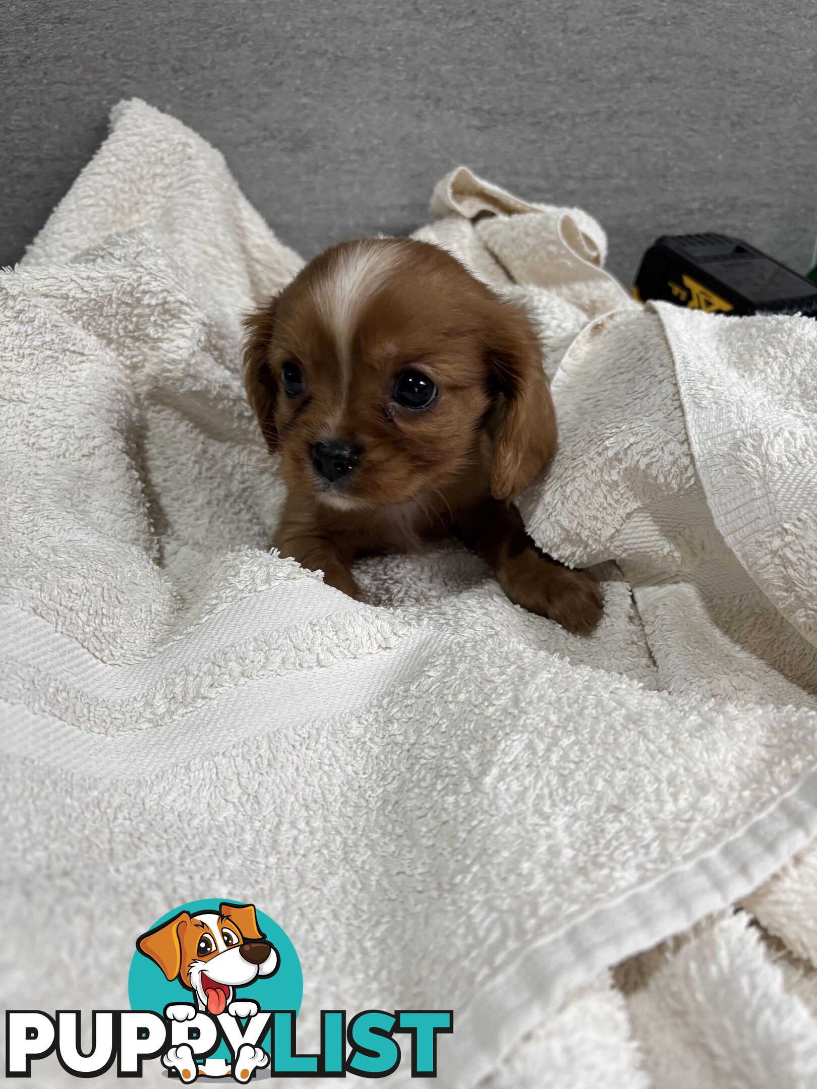 CAVALIER KING CHARLES