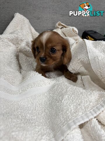 CAVALIER KING CHARLES