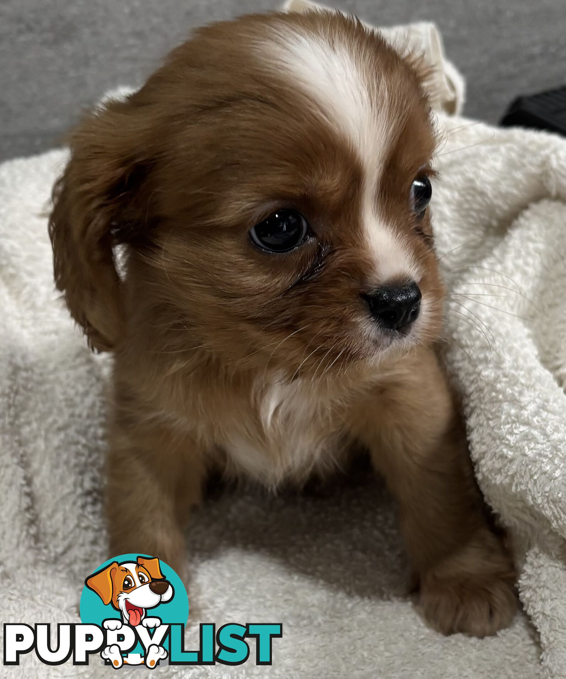 CAVALIER KING CHARLES