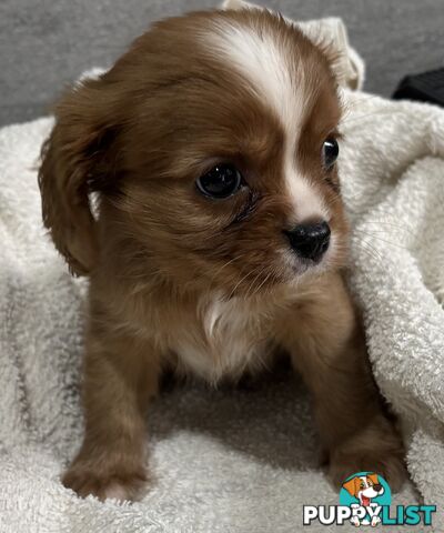 CAVALIER KING CHARLES