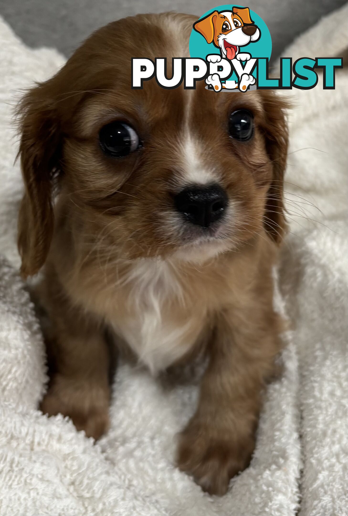 CAVALIER KING CHARLES