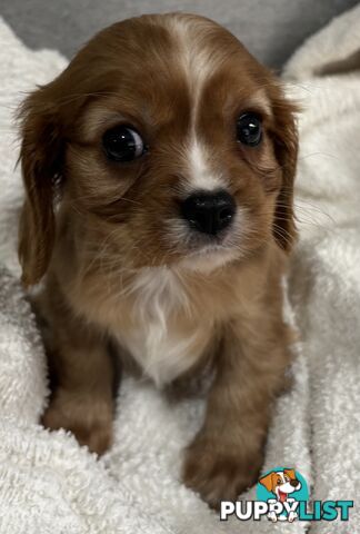 CAVALIER KING CHARLES