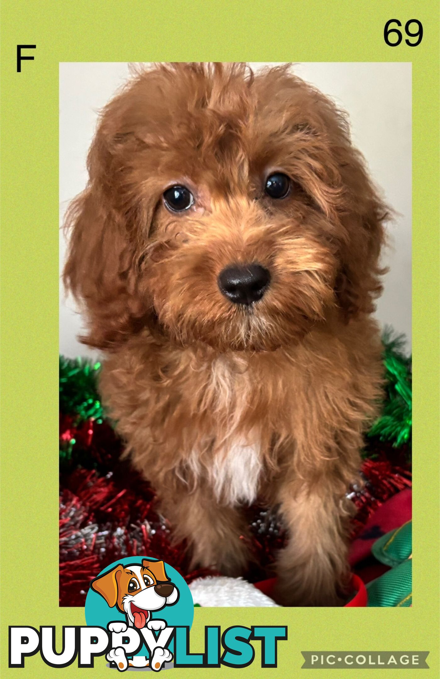 CAVOODLE PUPPIES READY FOR NEW HOMES FOR XMAS