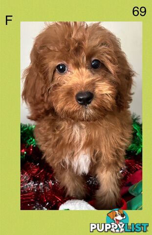 CAVOODLE PUPPIES READY FOR NEW HOMES FOR XMAS