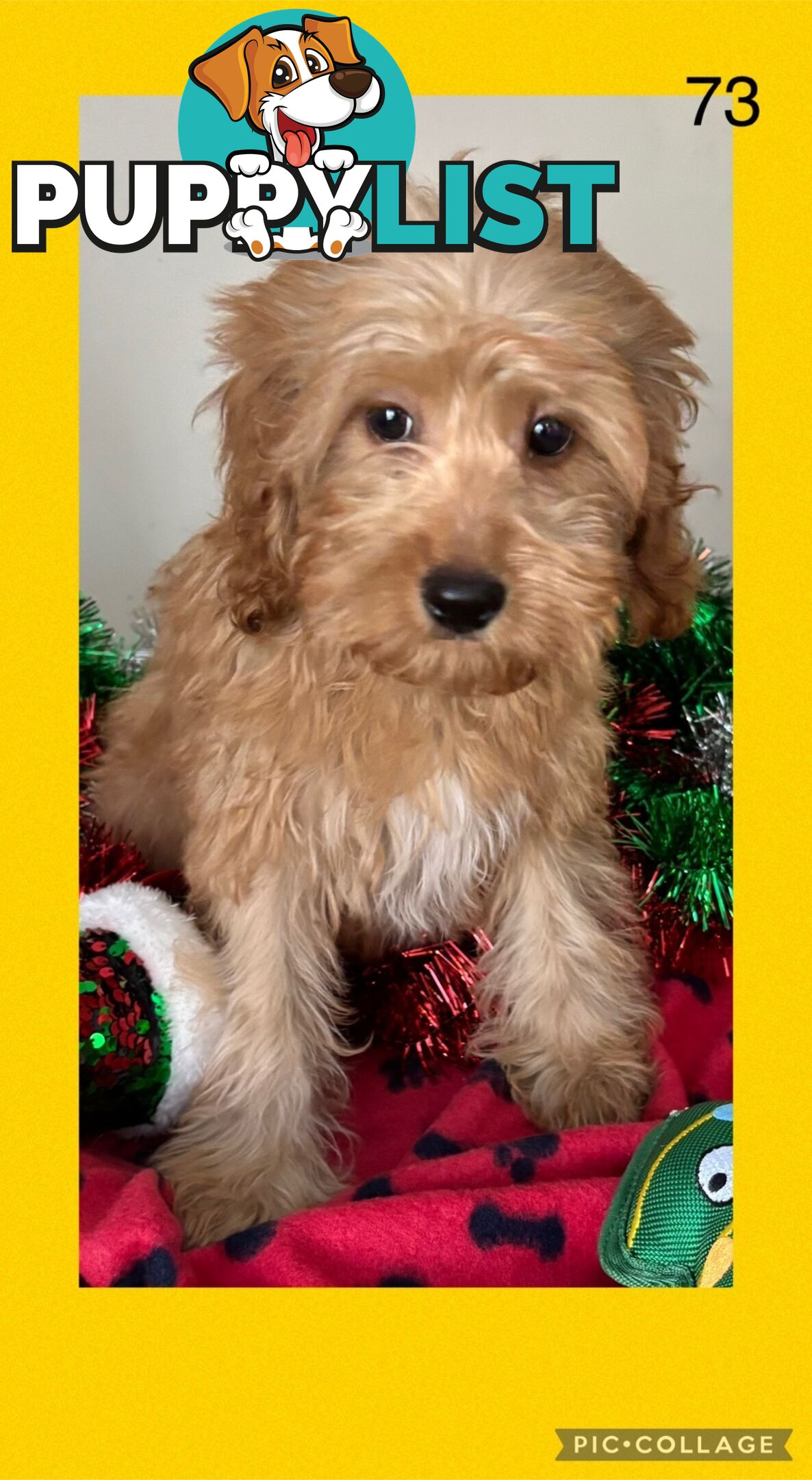 CAVOODLE PUPPIES READY FOR NEW HOMES FOR XMAS