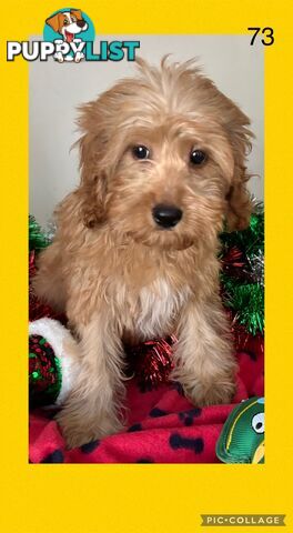 CAVOODLE PUPPIES READY FOR NEW HOMES FOR XMAS