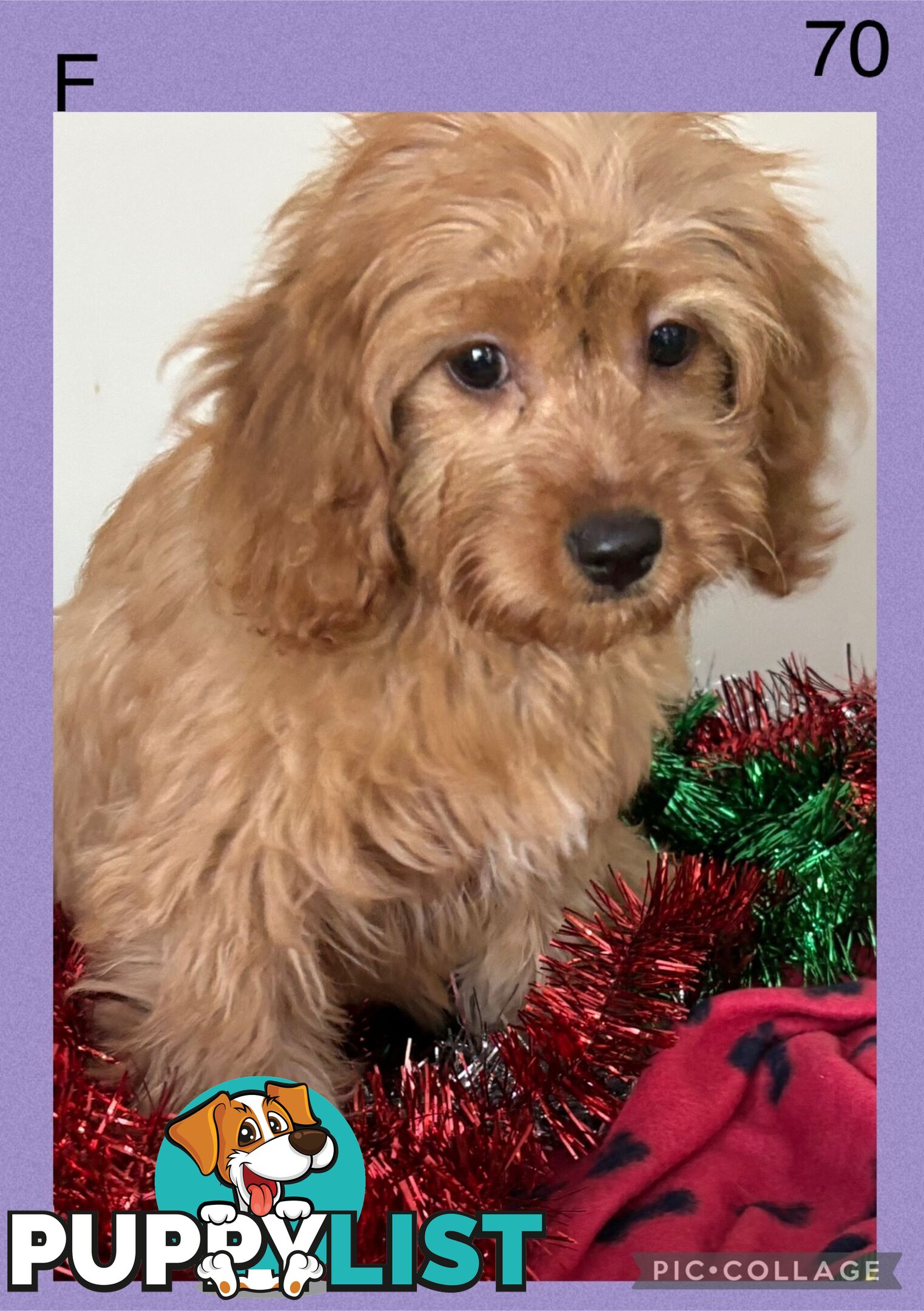 CAVOODLE PUPPIES READY FOR NEW HOMES FOR XMAS