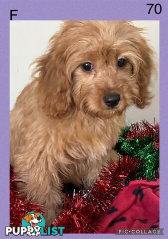 CAVOODLE PUPPIES READY FOR NEW HOMES FOR XMAS