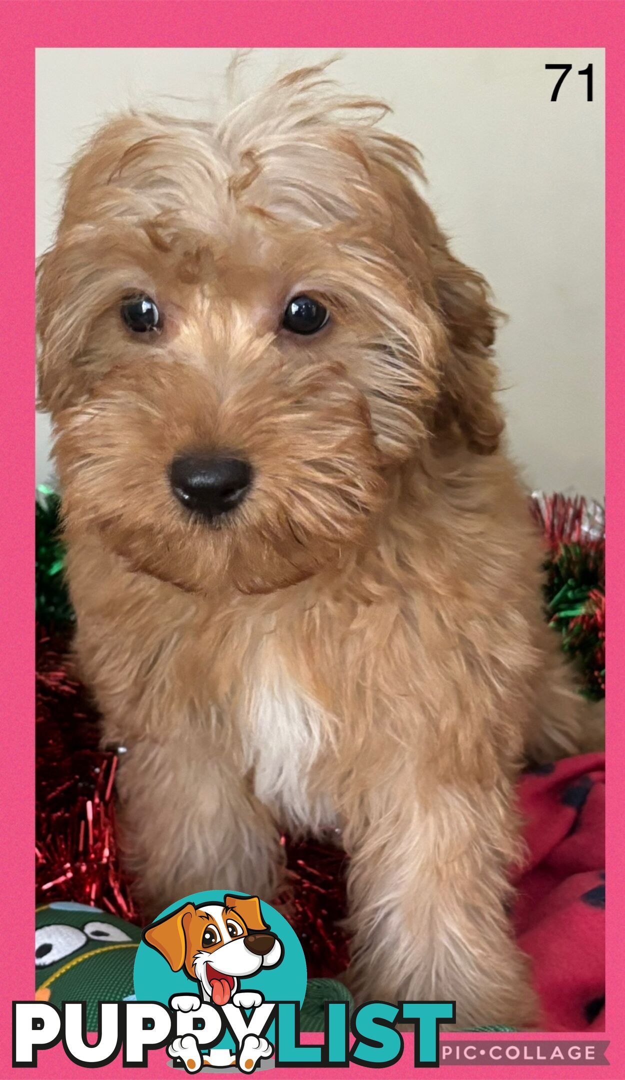 CAVOODLE PUPPIES READY FOR NEW HOMES FOR XMAS