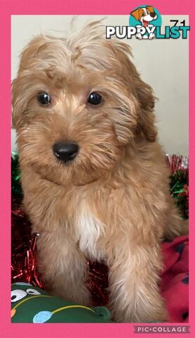 CAVOODLE PUPPIES READY FOR NEW HOMES FOR XMAS