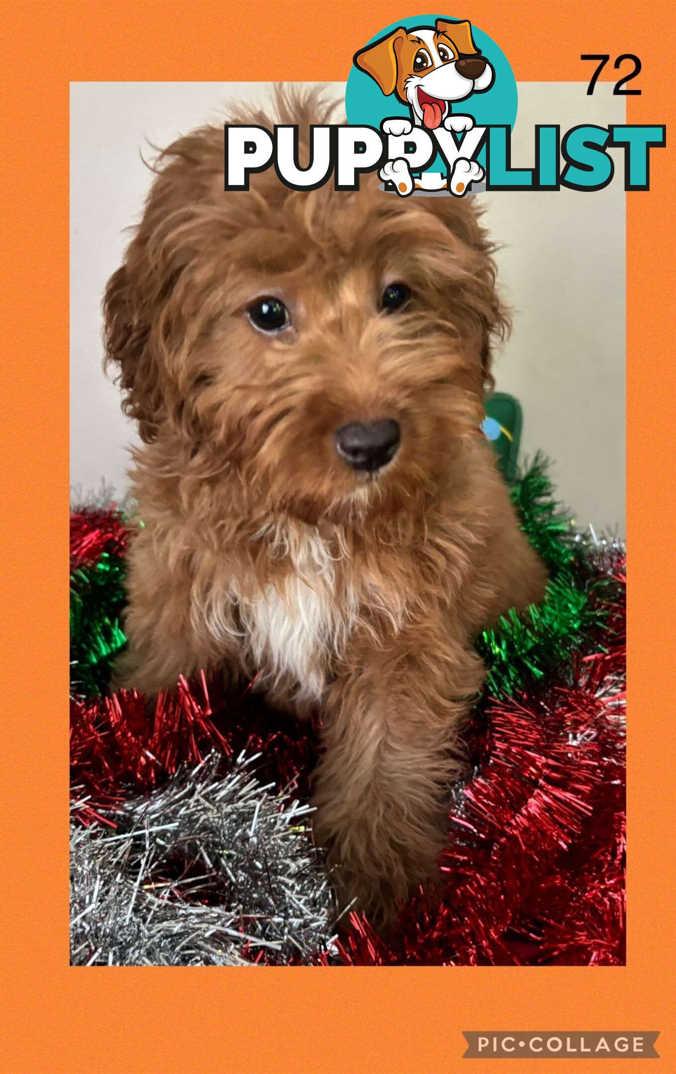 CAVOODLE PUPPIES READY FOR NEW HOMES FOR XMAS