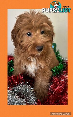 CAVOODLE PUPPIES READY FOR NEW HOMES FOR XMAS