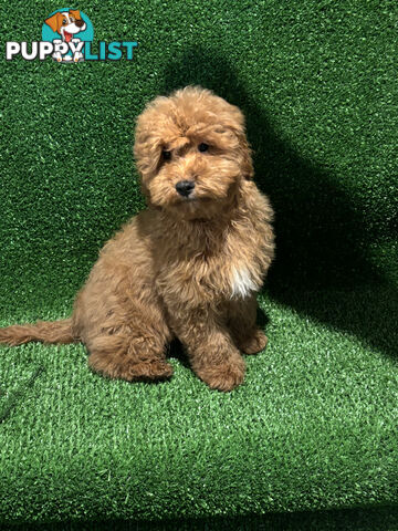 CAVOODLE PUP