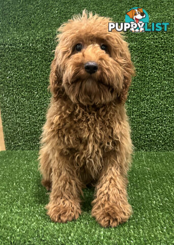 CAVOODLE PUP