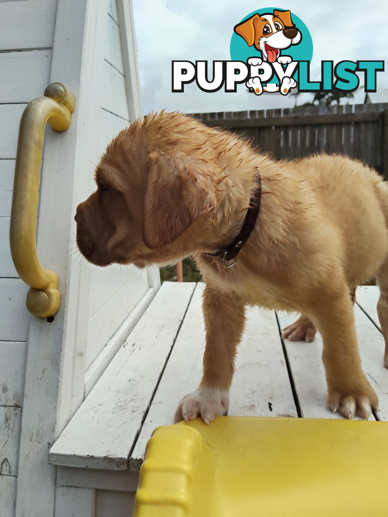 Dogue de Bordeaux Cross Labrador puppies