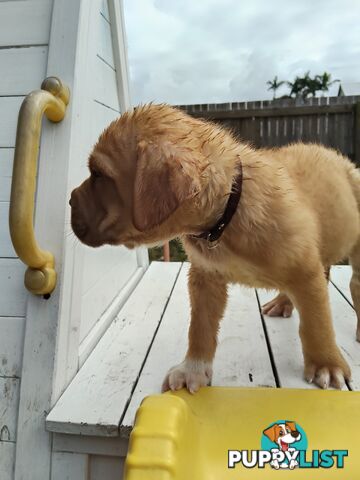 Dogue de Bordeaux Cross Labrador puppies