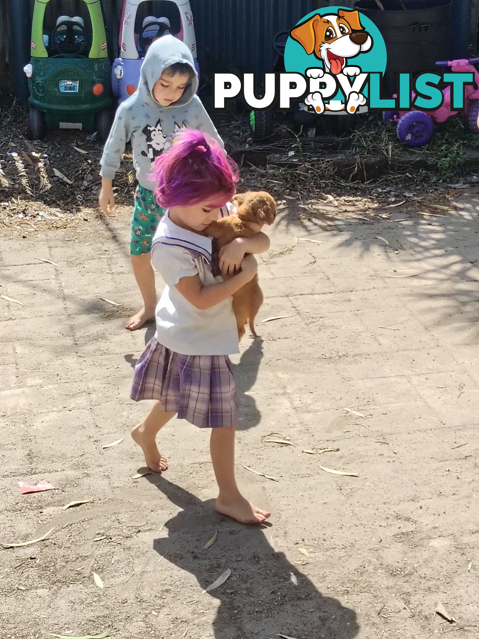 Dogue de Bordeaux Cross Labrador puppies
