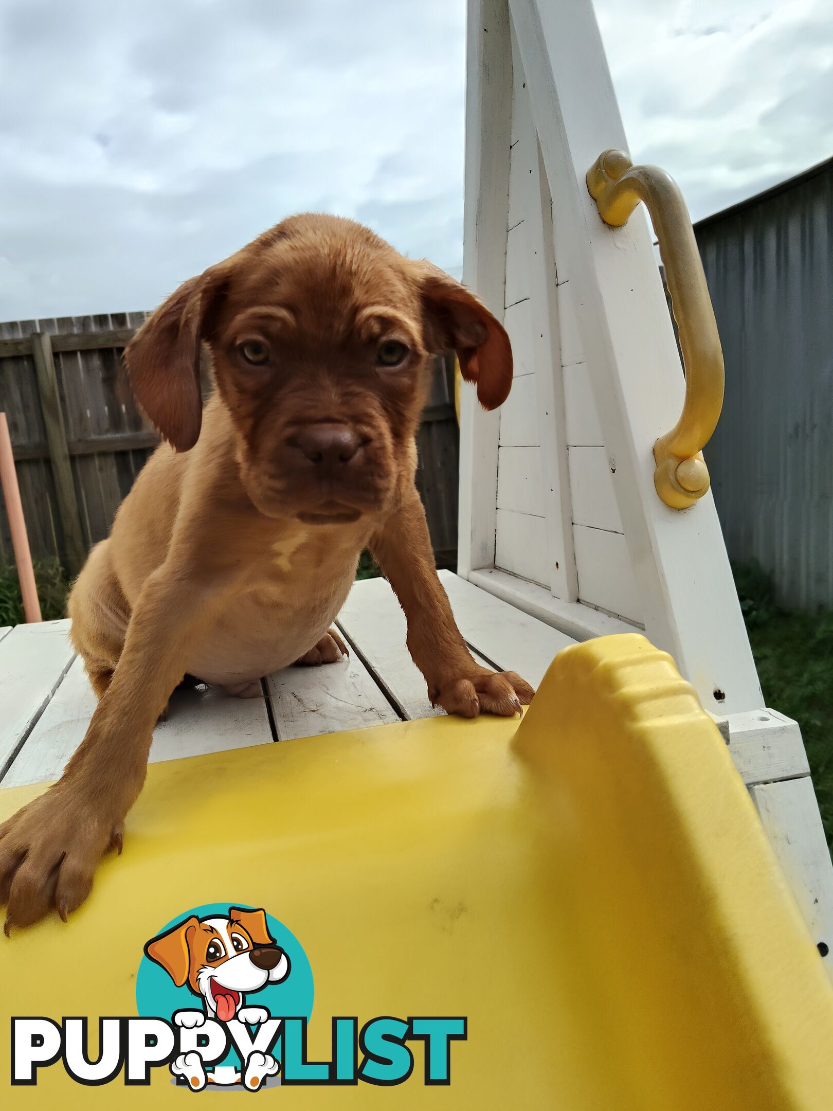 Dogue de Bordeaux Cross Labrador puppies