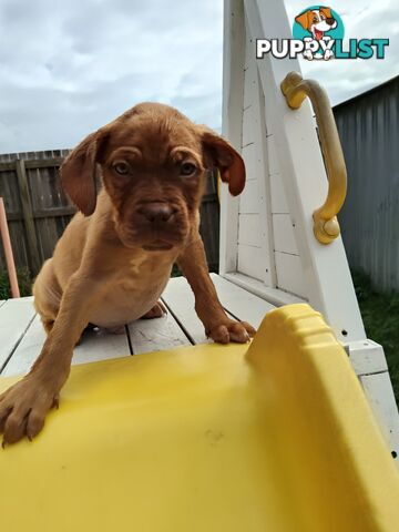Dogue de Bordeaux Cross Labrador puppies