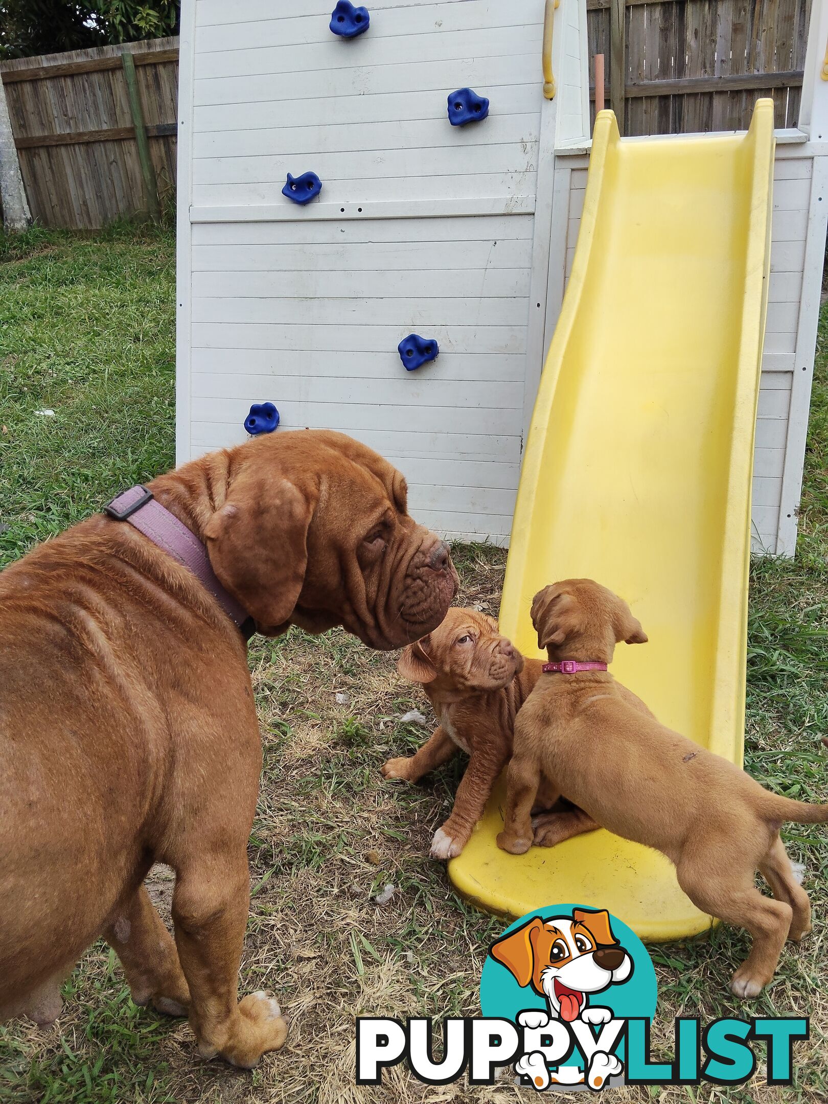 Dogue de Bordeaux Cross Labrador puppies