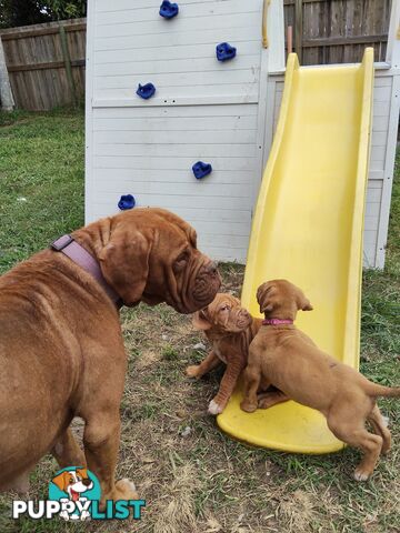 Dogue de Bordeaux Cross Labrador puppies
