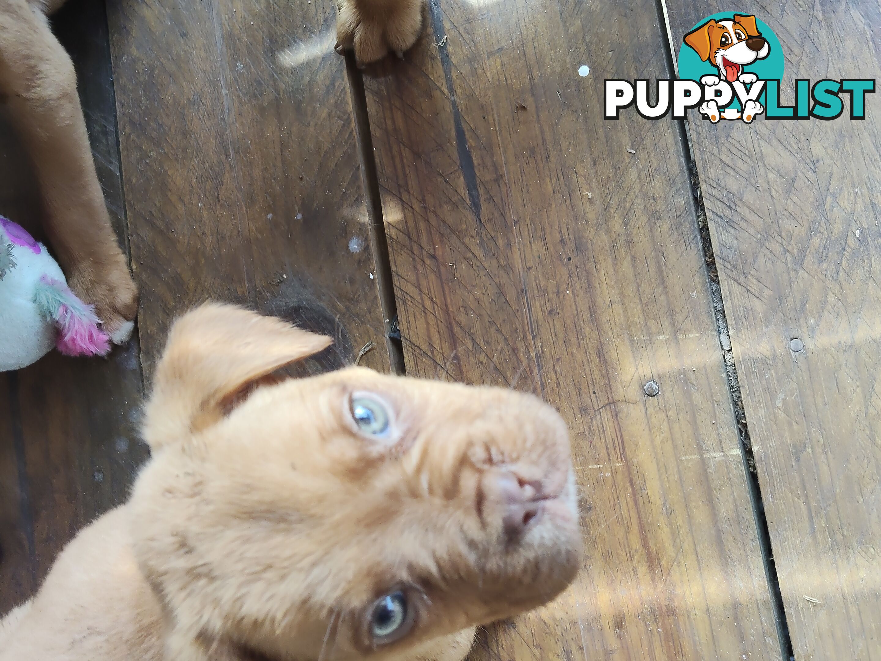 Dogue de Bordeaux Cross Labrador puppies