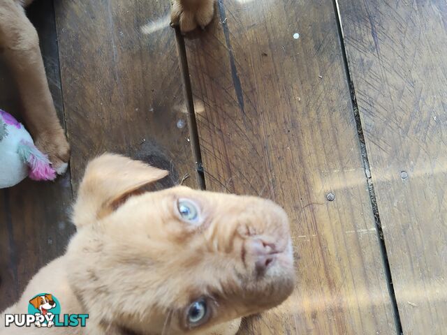 Dogue de Bordeaux Cross Labrador puppies