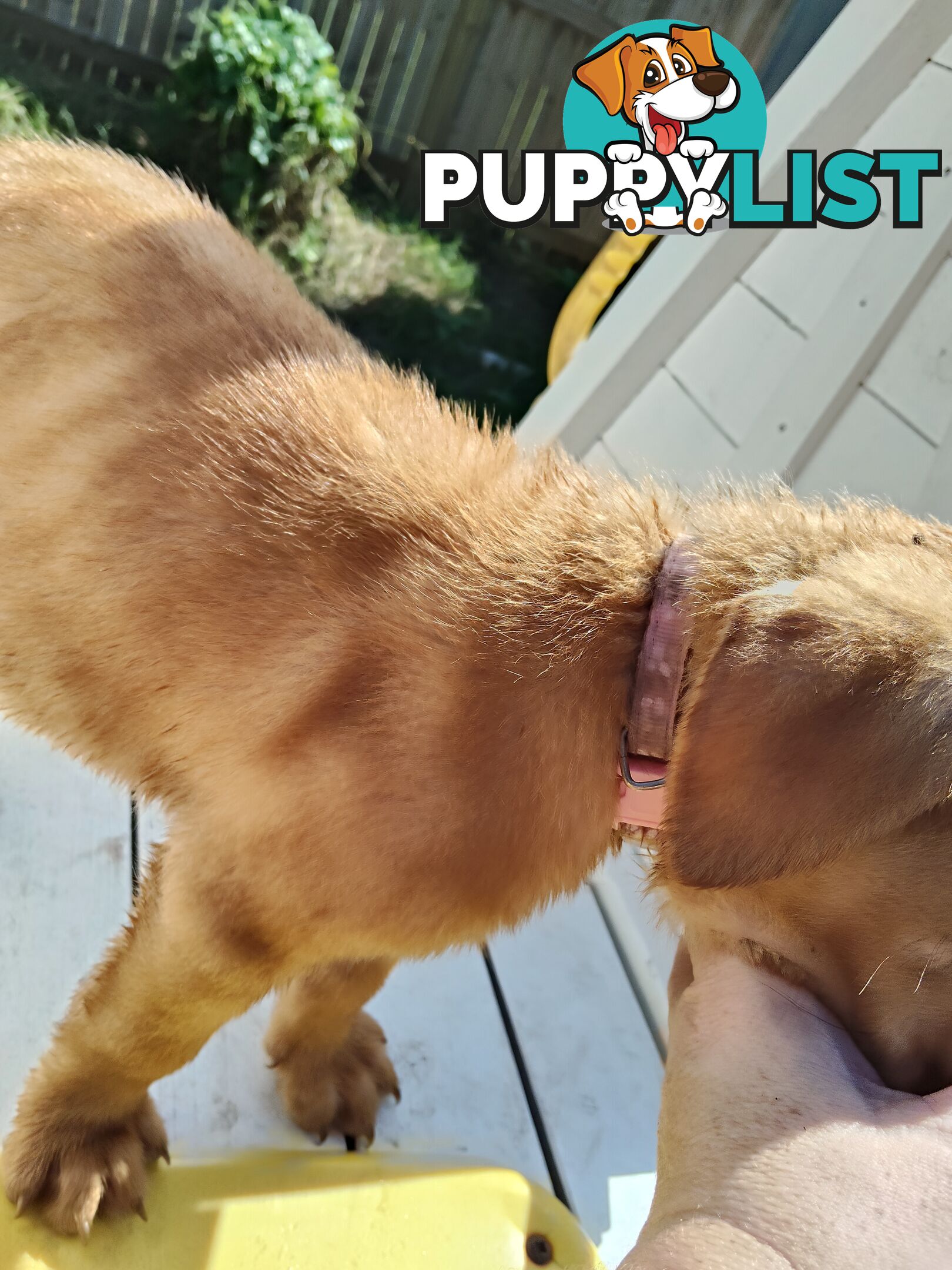 Dogue de Bordeaux Cross Labrador puppies