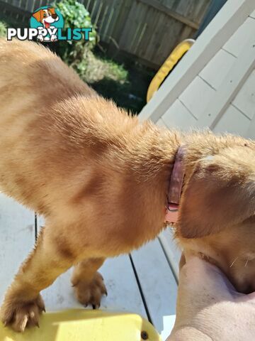Dogue de Bordeaux Cross Labrador puppies