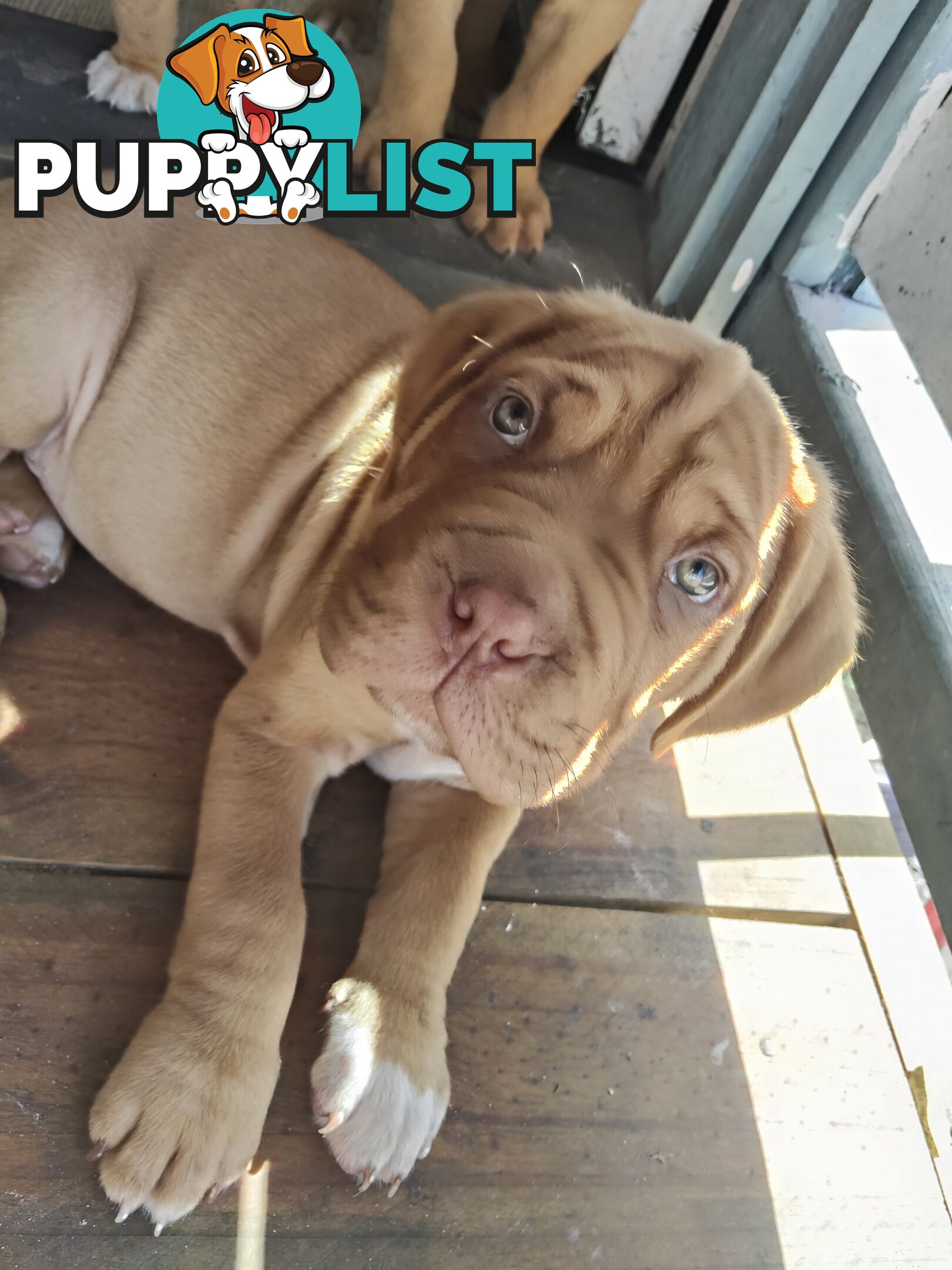 Dogue de Bordeaux Cross Labrador puppies