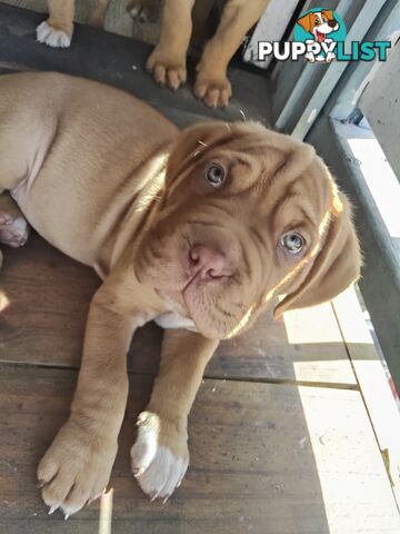 Dogue de Bordeaux Cross Labrador puppies