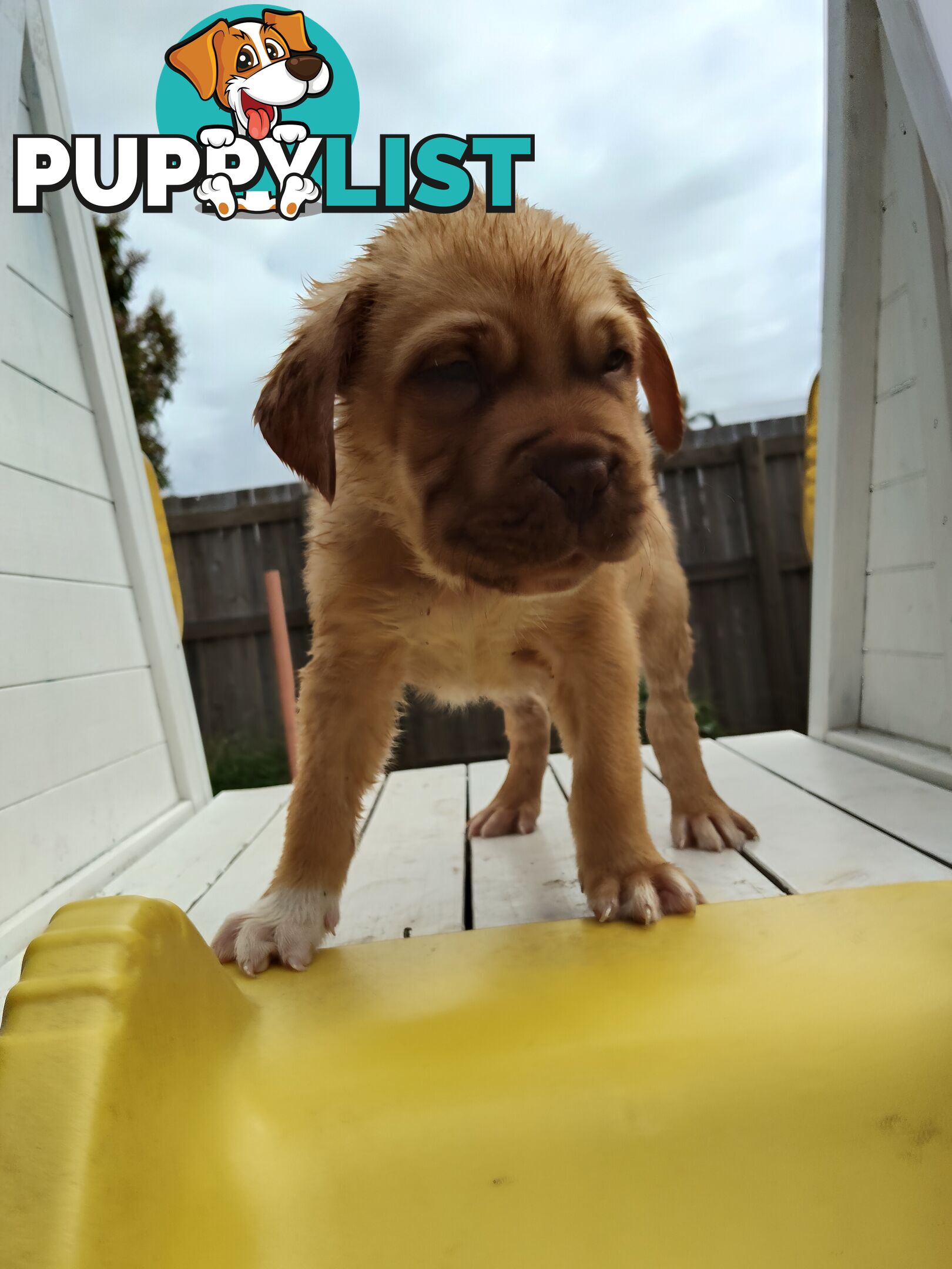 Dogue de Bordeaux Cross Labrador puppies