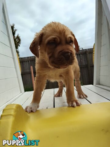 Dogue de Bordeaux Cross Labrador puppies