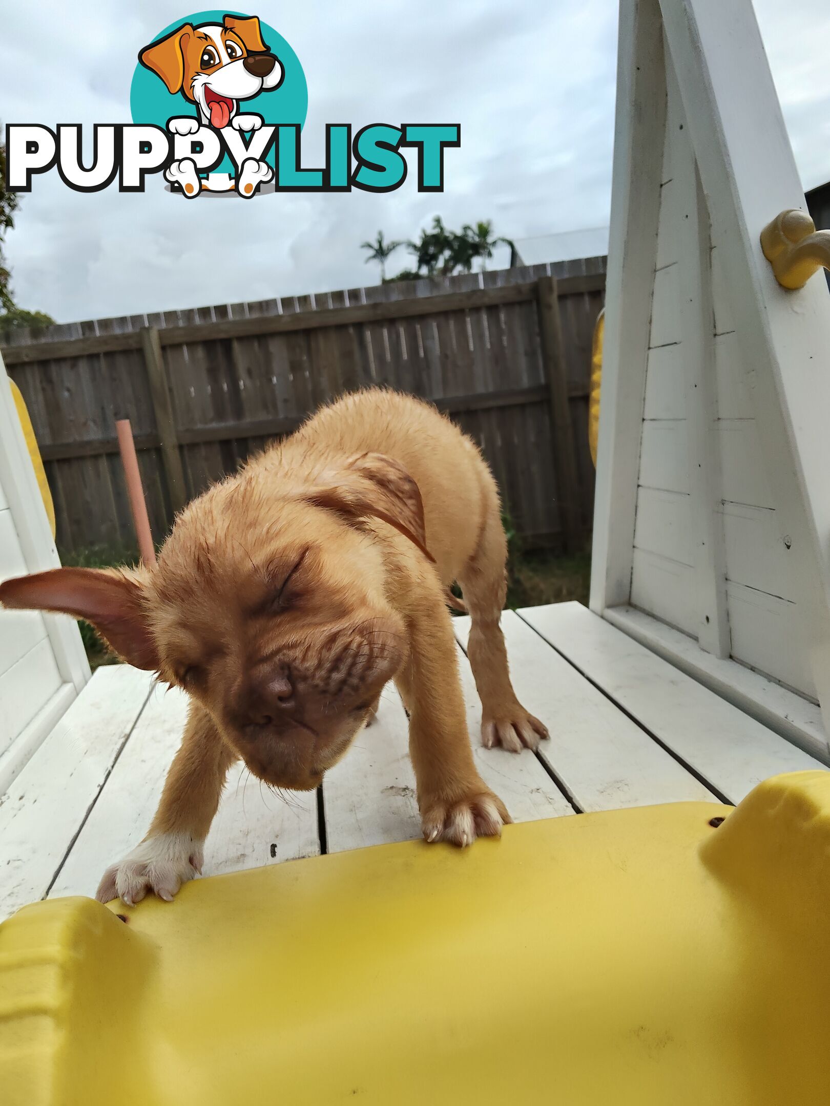 Dogue de Bordeaux Cross Labrador puppies