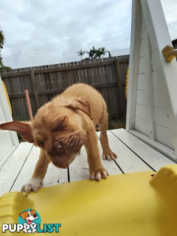 Dogue de Bordeaux Cross Labrador puppies