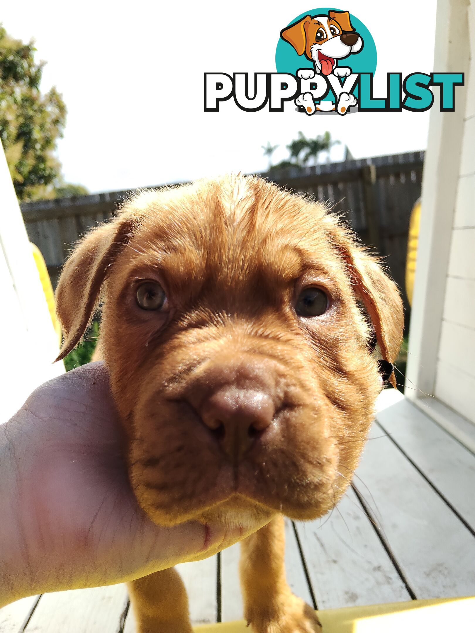 Dogue de Bordeaux Cross Labrador puppies