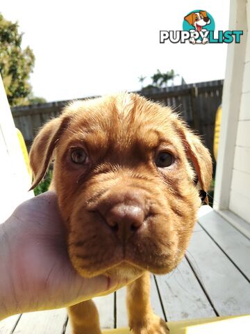 Dogue de Bordeaux Cross Labrador puppies