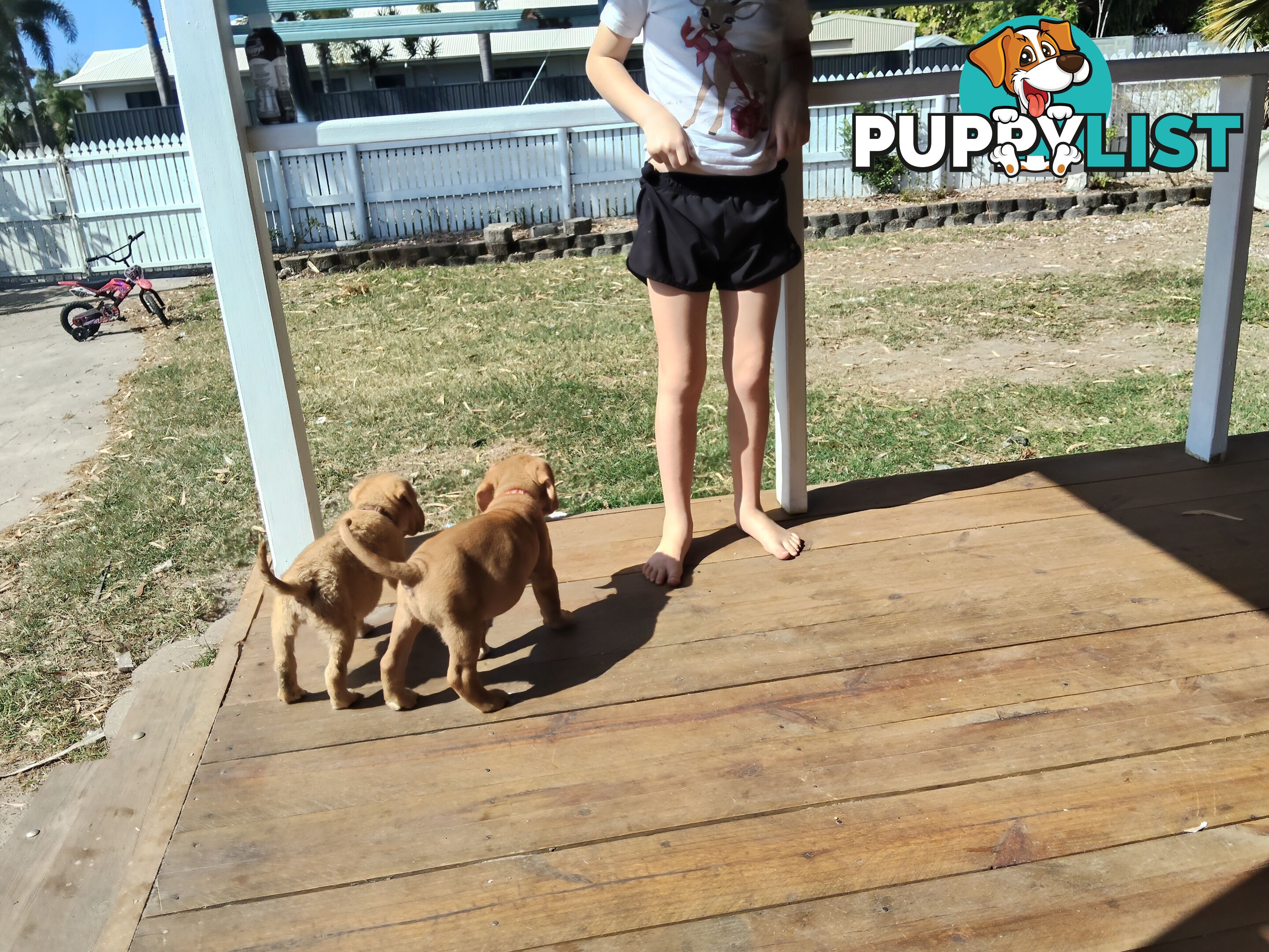 Dogue de Bordeaux Cross Labrador puppies